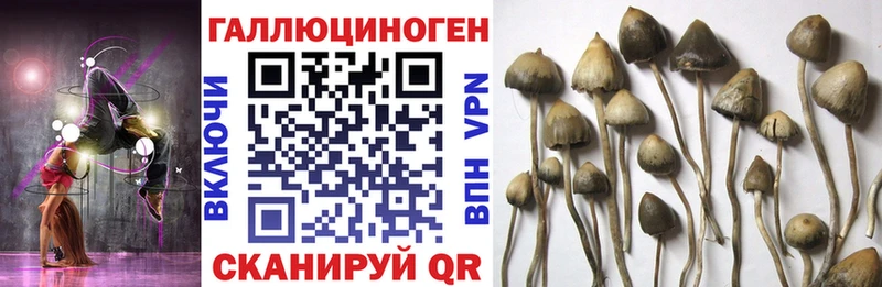 Псилоцибиновые грибы мицелий  Яхрома 